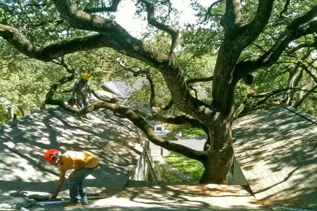 Austin Beautiful Trees