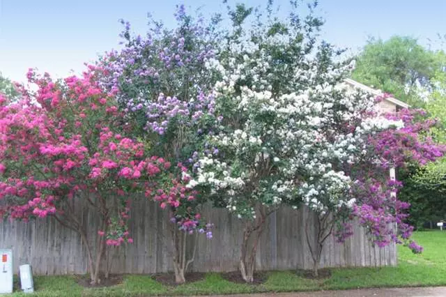 Austin Beautiful Trees