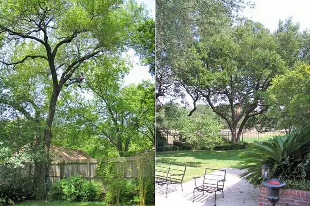Austin Beautiful Trees