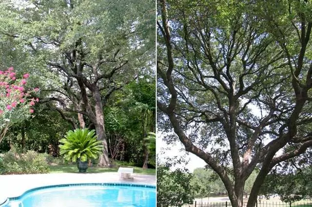Austin Beautiful Trees