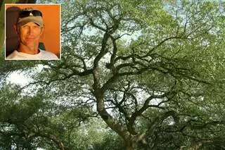 Austin Beautiful Trees