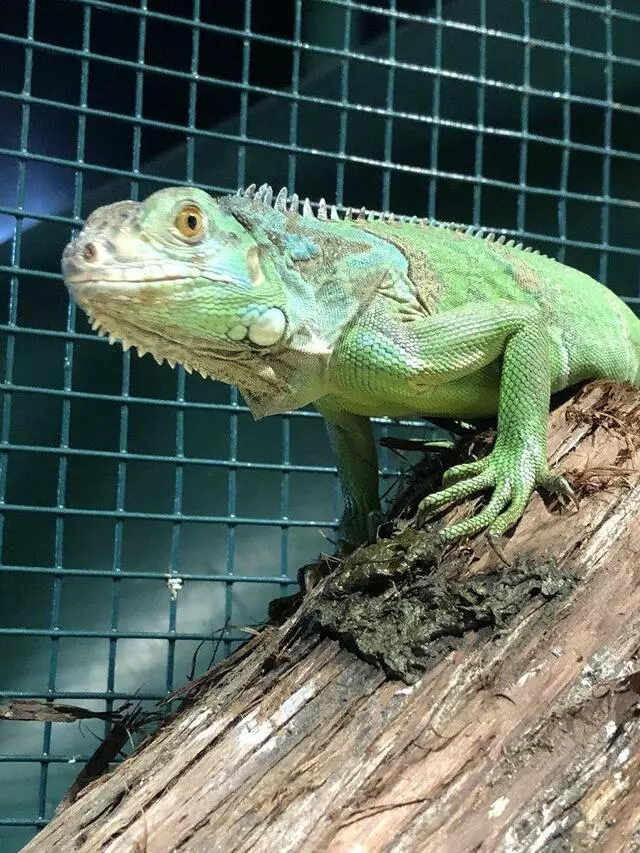Austin Aquarium