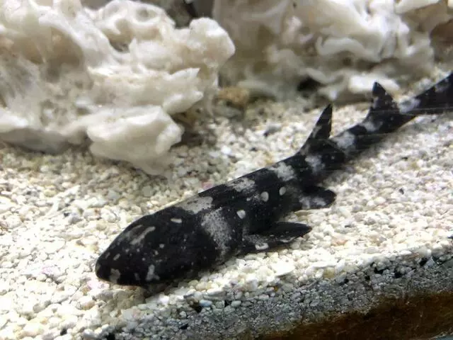 Austin Aquarium