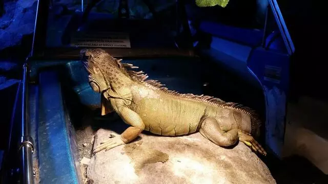 Austin Aquarium