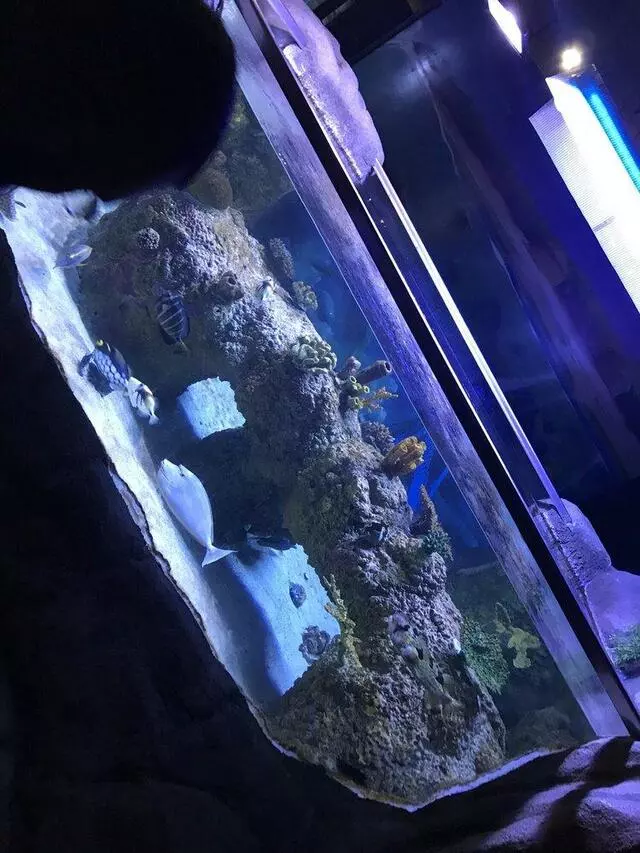 Austin Aquarium