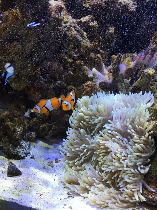 Austin Aquarium