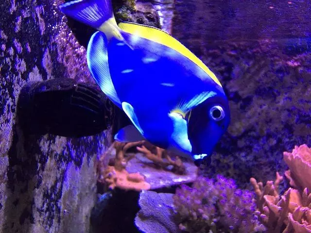 Austin Aquarium