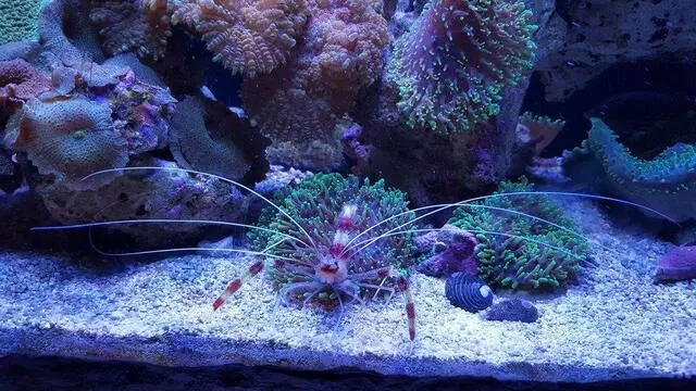 Austin Aquarium