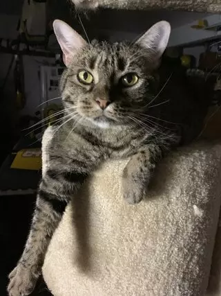 Garden City Cats