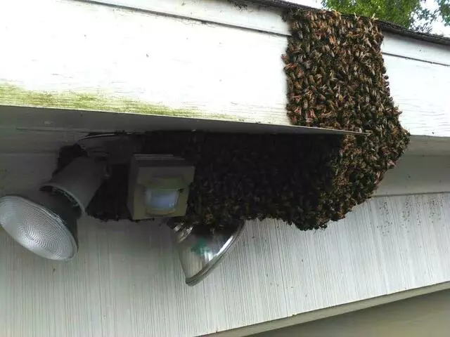 Adkins Bee Removal