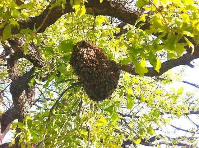 Adkins Bee Removal