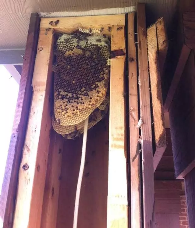 Adkins Bee Removal