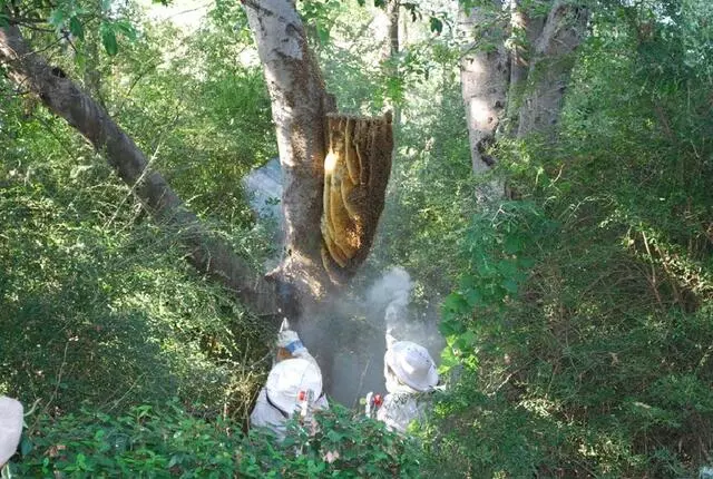 Adkins Bee Removal