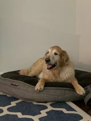 The Pet Loss Center of Austin