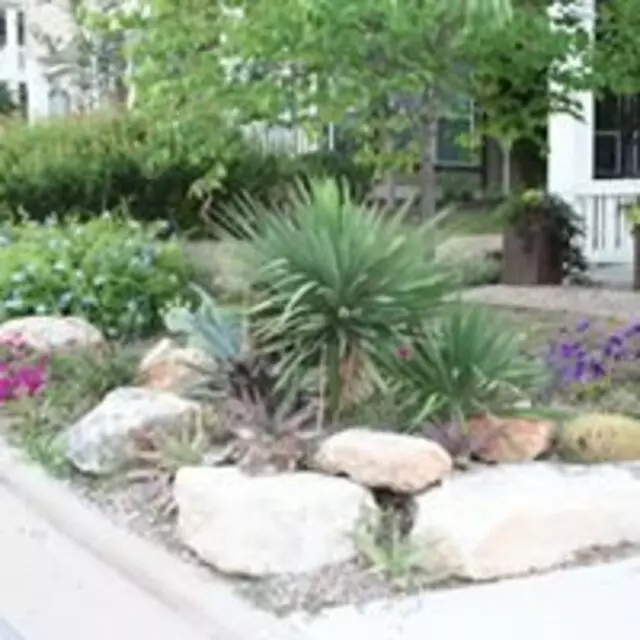 Austin Landscape and Trees