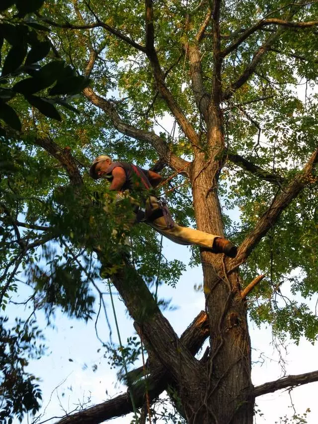 Alex’s Tree Services