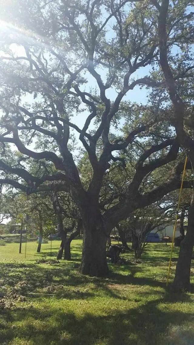 Alex’s Tree Services