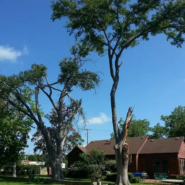Alex’s Tree Services