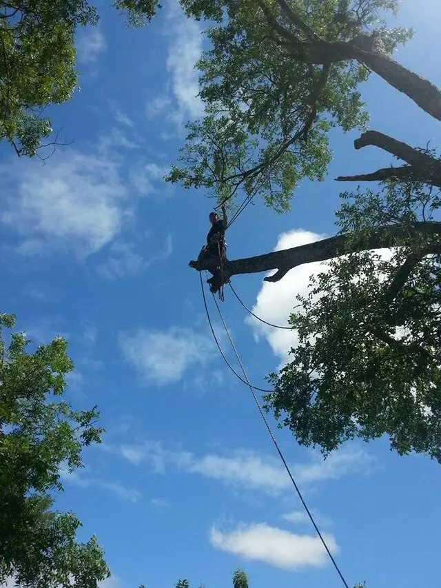 Alex’s Tree Services