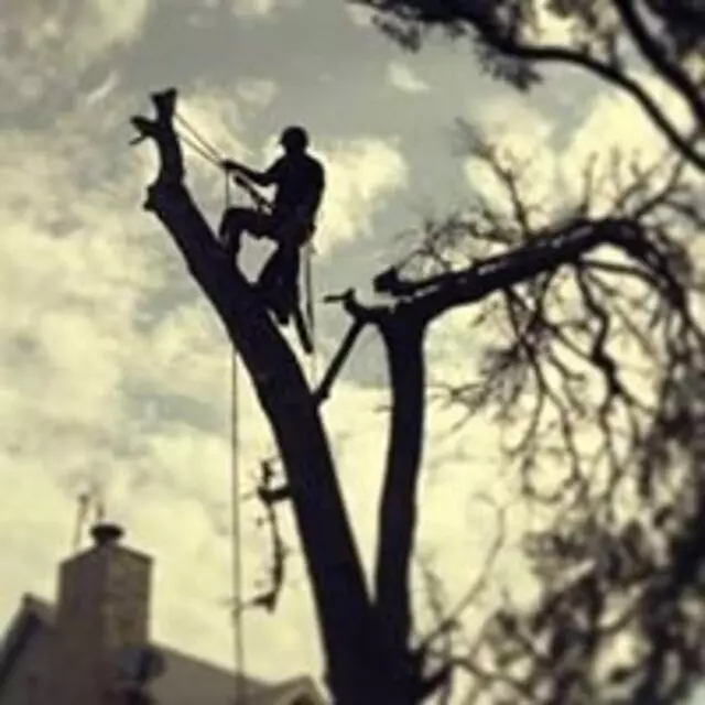Alex’s Tree Services