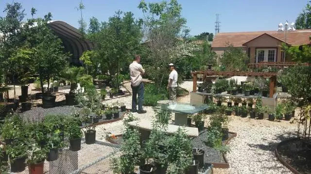 Arbolito Horticulture