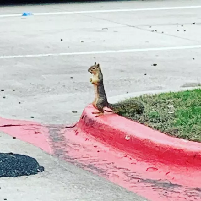 Vermin X Pest Control