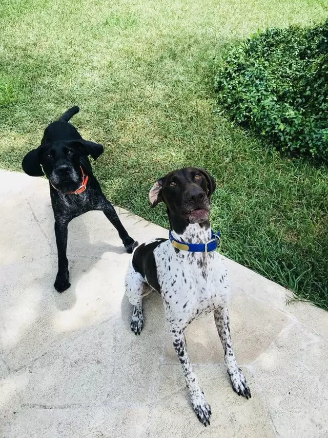 AMPS Pet Service
