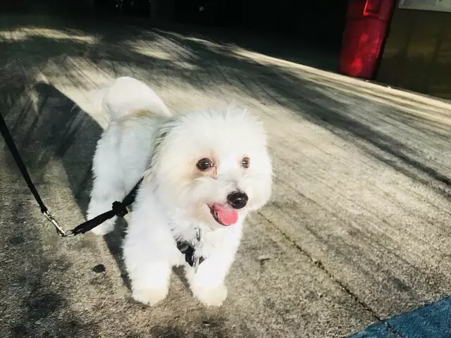 AMPS Pet Service