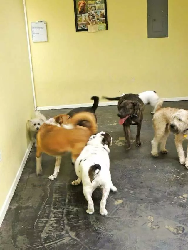 Austin Dogtown Boarding & Daycare