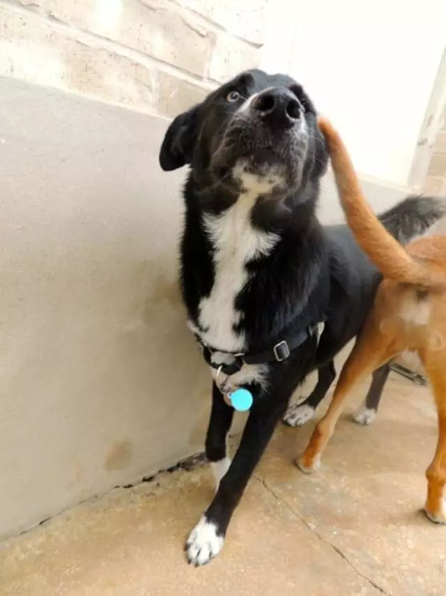 Austin Dogtown Boarding & Daycare