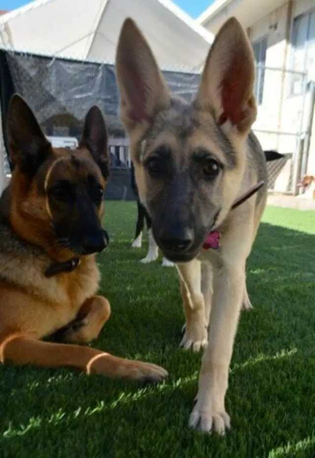 Austin Dogtown Boarding & Daycare