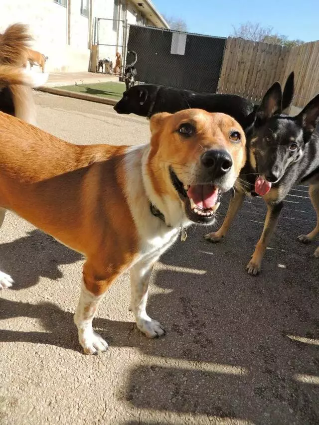 Austin Dogtown Boarding & Daycare