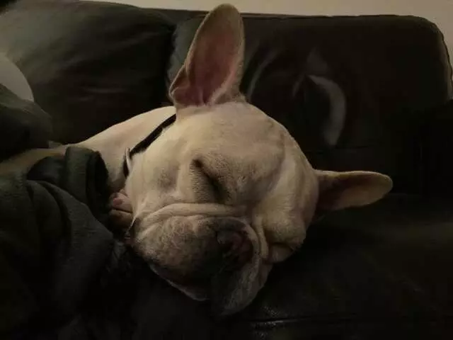 Austin Dogtown Boarding & Daycare