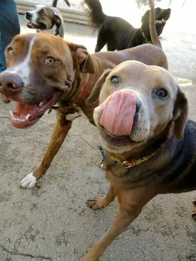 Austin Dogtown Boarding & Daycare