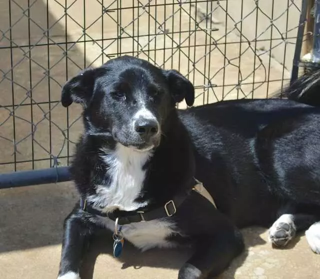 Austin Dogtown Boarding & Daycare
