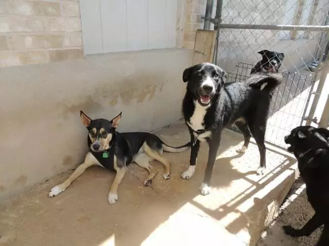 Austin Dogtown Boarding & Daycare