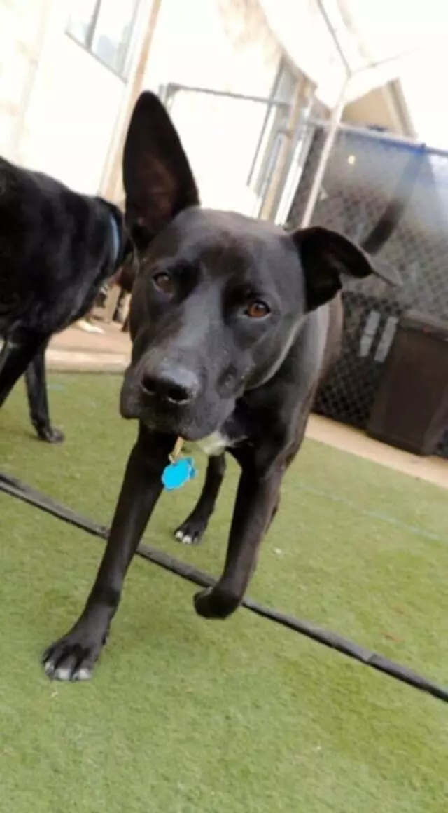 Austin Dogtown Boarding & Daycare