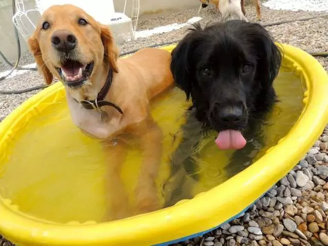 Austin Dogtown Boarding & Daycare
