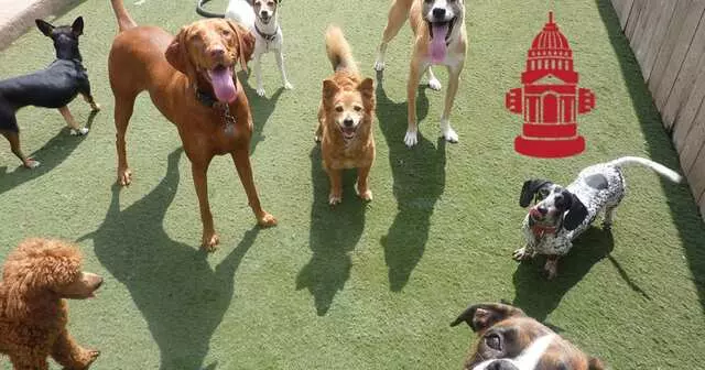 Austin Dogtown Boarding & Daycare