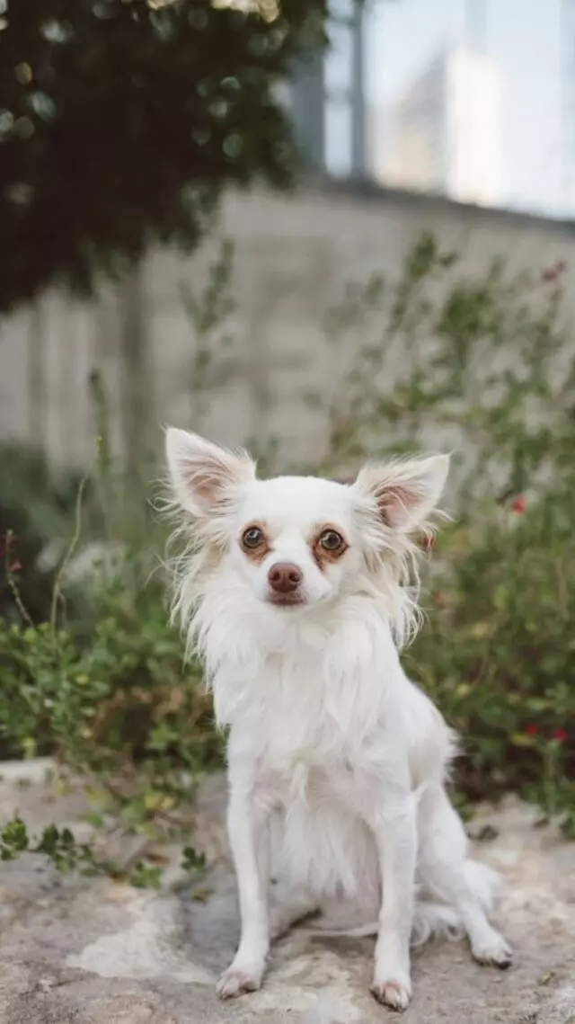 Austin Veterinary Emergency & Specialty Center