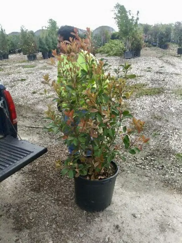 Adam’s Tree Services and Landscaping