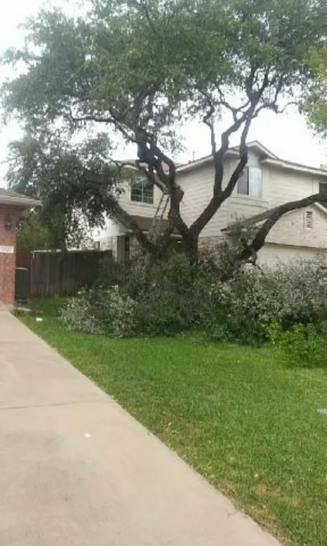 Adam’s Tree Services and Landscaping