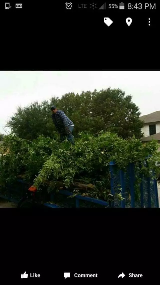 Adam’s Tree Services and Landscaping