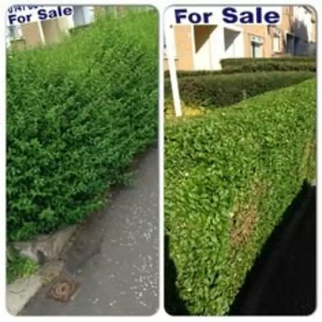 Adam’s Tree Services and Landscaping