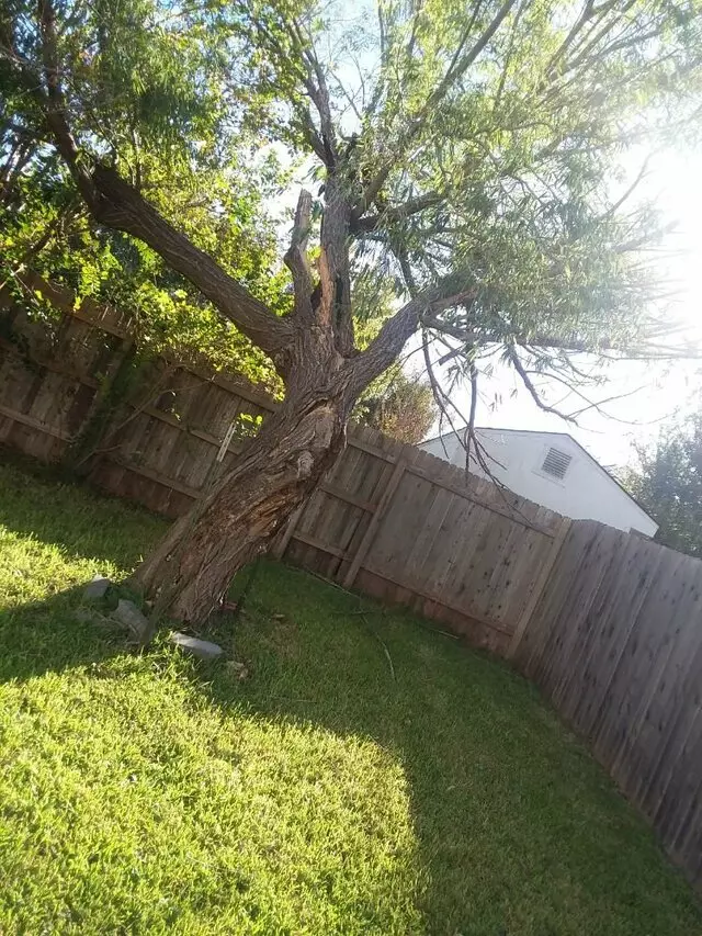 Adam’s Tree Services and Landscaping