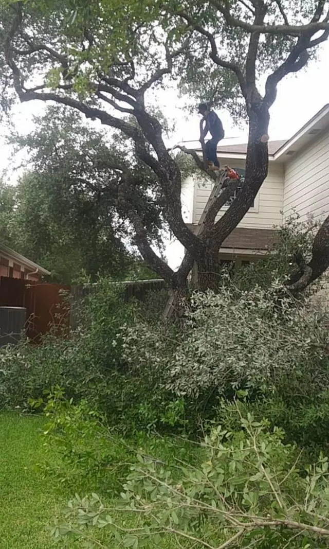 Adam’s Tree Services and Landscaping