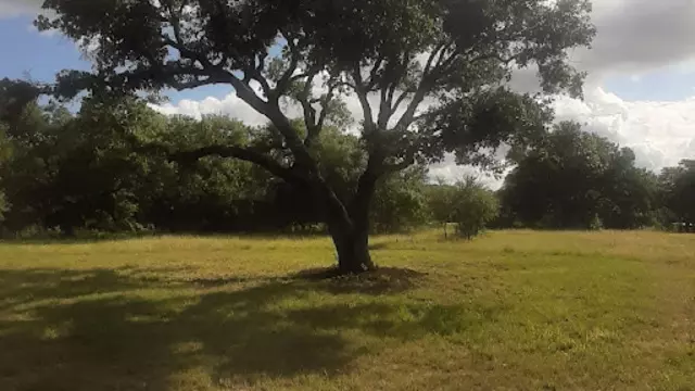 Arborist Mitchell Brown Tree Care