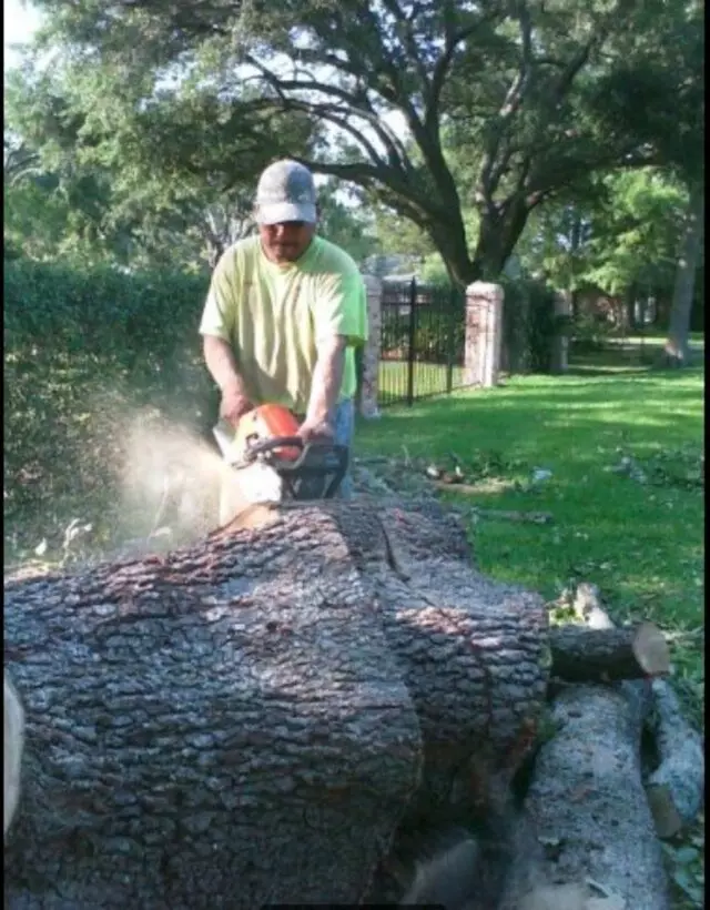 Austin Cordero’s Tree Care