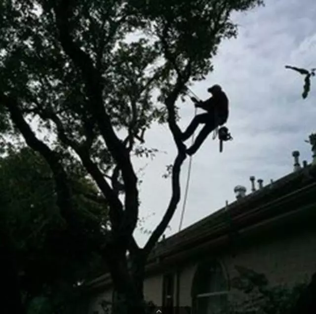 Austin Cordero’s Tree Care