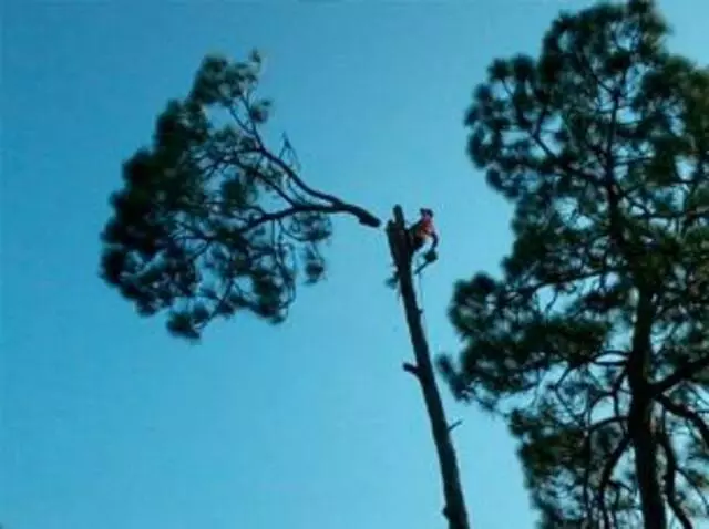 Austin Cordero’s Tree Care